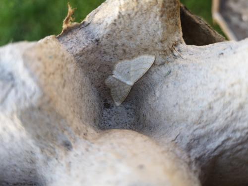 Réf. 234 362 : Scopula immutata
